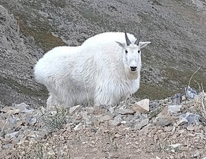 Once-In-A-Lifetime Species