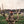 Big Horn Horizon